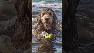 Meet the Otterhound A Legendary and Rare Dog [upl. by Aimet]