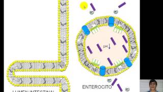 Vitaminas y coenzimas El Ácido Fólico [upl. by Jeggar]