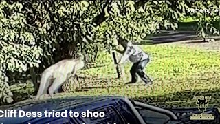 Man Fights Kangaroo For His Dogs [upl. by Donella]