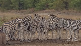 Burchell Zebra drinking in Kruger National Park [upl. by Durant]