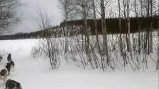 Dog Sled in Norrfjärden [upl. by Dao604]