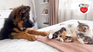 Un chiot berger allemand rencontre une maman chat avec des chatons nouveaunés pour la première fois [upl. by Redna877]