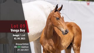 ONLIVEAUKTION Lot 09 Venga Boy Hengst v Viva Vitalis  Escolar [upl. by Ardena]