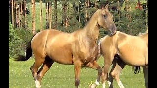 Akhal Teke Horses [upl. by Gannon807]