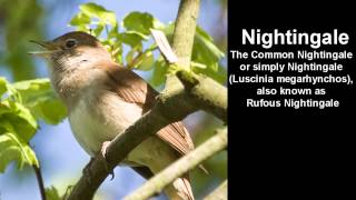 Nightingale Bird Call  singing Nightingale [upl. by Ennovyahs]