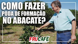 Como Fazer Poda de Formação no Abacate [upl. by Falito]