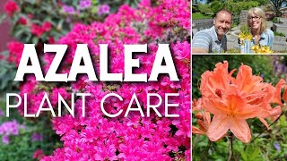 💜 Azalea Plant Care  Friday Plant Chat 💜 [upl. by Nowahs]