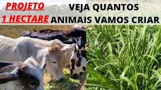 QUANTOS ANIMAIS CONSIGO CRIAR EM 1 HECTARE  MINI CURSO PARTE 7 [upl. by Oigufer]