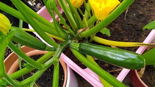 Growing Courgette  Zucchini in Containers  UK  Growing Zucchini [upl. by Ynnahc]