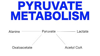 Pyruvate Pathways amp Metabolism [upl. by Enilrek]