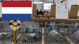 Holandia The Netherlands  Olimpiada Gołębi Pigeon Olympiad Poznań 2019 [upl. by Emylee]