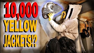 MASSIVE Yellow Jacket Nest In Basement  UnCut Wasp Nest Removal [upl. by Ahsat]