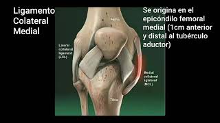 ¿EL LIGAMENTO COLATERAL MEDIAL LCM ESTÁ LESIONADO  HAZ LA PRUEBA DE BOSTEZO MEDIAL DE LA RODILLA [upl. by Yelehsa]