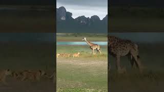 Lions attack giraffes animal fighting strength competition lions wild animals close distance [upl. by Kei]