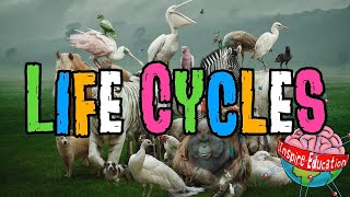 Animal Life Cycles [upl. by Neiviv]