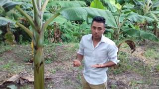 COMO FERTILIZAR PLATANO [upl. by Ayahsey779]