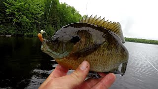 Bluegill Fishing Tips  How To Locate And Catch Big Bluegill In 2019 [upl. by Leith]