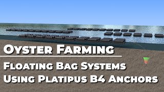 Oyster Farming  Floating Bag Systems Using Platipus B4 Anchors UK [upl. by Oznol24]