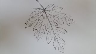 How to draw easy Papaya leaf drawingFoliageVels Art Classes [upl. by Anidam215]