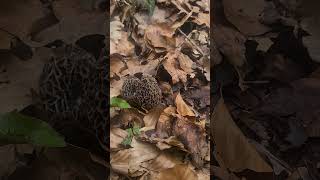 Les morilles communes sont là  morilles champignons cueillette [upl. by Nuawaj]