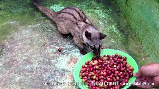 CIVET COFFEE  WEASEL COFFEE  KOPI LUWAK [upl. by Greenebaum335]