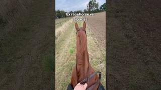 Racehorse vs Alpaca… 😬🦙 [upl. by Pestana90]