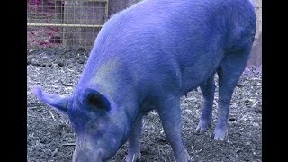 Chinese Astrology Water Pig [upl. by Akselav]