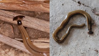 Hammerhead Flatworms Are Gross and Bad [upl. by Elleirb947]