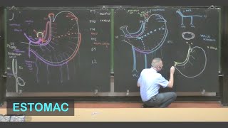 Anatomie de lestomac Abdomen 1 [upl. by Muhan]