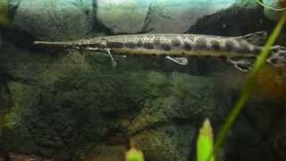 Spotted Gar Lepisosteus oculatus [upl. by Dunkin]