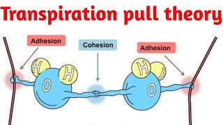 Cohesiontension theory or transpiration pull theory [upl. by Parrott427]