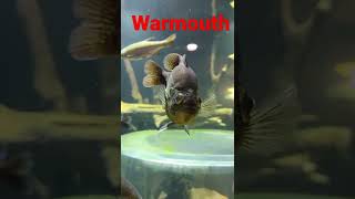 Warmouth is there a cooler name for a fish [upl. by Grussing]