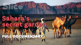 Saharas secret garden  SLICE  Full documentary [upl. by Alegnatal457]