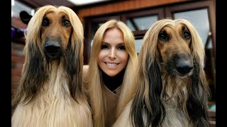 THE AFGHAN HOUND  The Worlds Most Glamorous Dog [upl. by Slaby883]