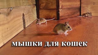 мышки для кошек 🐭 охотиться на мышей [upl. by Eendyc]