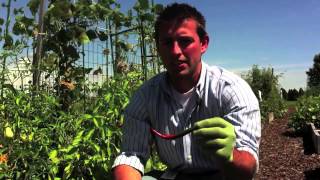 When should I harvest cayenne peppers [upl. by Werbel]