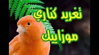 تغريد كناري موزاييك Chant de Canari Mosaïque [upl. by Nivle]