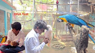 Before Breeding Test Your Parrots DNA [upl. by Lyndon]