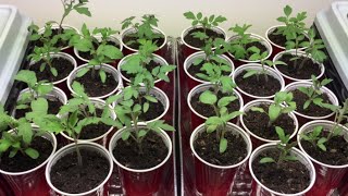 How to grow Tomato Seedlings [upl. by Burnie962]