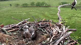 Glaslyn Ospreys Live Stream [upl. by Keisling]