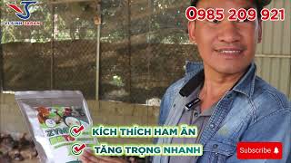 Thăm trang trại gà anh Phát tại lục ngạn bắc giang zyme bbt9 channuoi [upl. by Amara]