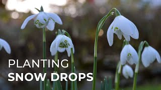 How to Plant Snowdrops [upl. by Katrina678]