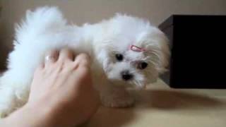 Teacup Maltese Puppy [upl. by Shiroma986]