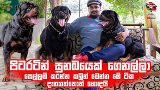 අපි හිතුවේ නෑ ඩයිබලෝට මෙහෙම දෙයක් වෙයි කියල  Chasers House Kennel  Biyagama  Rottweiler [upl. by Adnwahs]