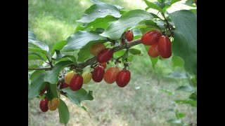 Edible Fruit Cornelian Cherry [upl. by Llegna]