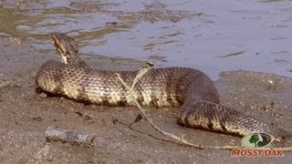 Worlds Largest Cottonmouth Snake  Mossy Oak [upl. by Ardnasal]