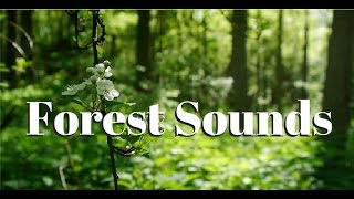 Nature sounds Meditation forest sounds of birds singing relaxation  4 minutes [upl. by Llerdnad259]