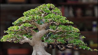 INSPIRASI BONSAI SANCANG VIRAL [upl. by Orelee]