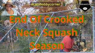 End of Crooked Neck Squash Season  catshobbycorner [upl. by Rovert]