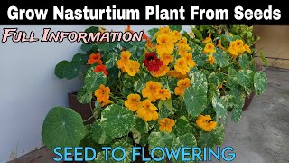 Easy Tips For Growing Nasturtiums at Home From Seeds🤠Full Guideबीज से नास्टर्टियम का पौधा उगाएँ 🌱 [upl. by Yboc]